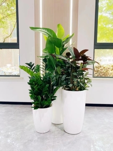 专业花木出租，为宁波奉化增添别样生机